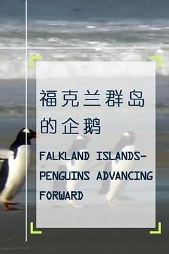企鹅之岛：福克兰