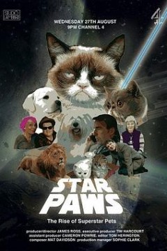 明星猫咪：明星宠物的崛起