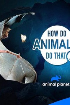 动物奇门功夫第二季