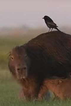 伊维拉湿地水豚