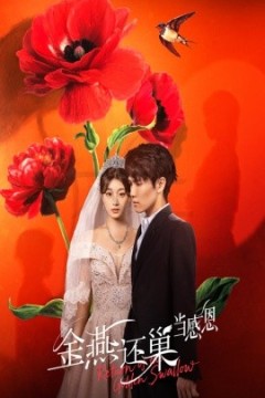 金燕还巢当感恩