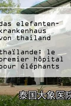 泰国大象医院