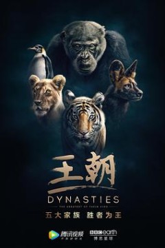 动物王朝第一季