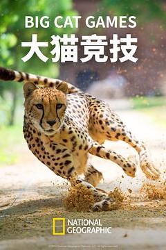 大猫竞技